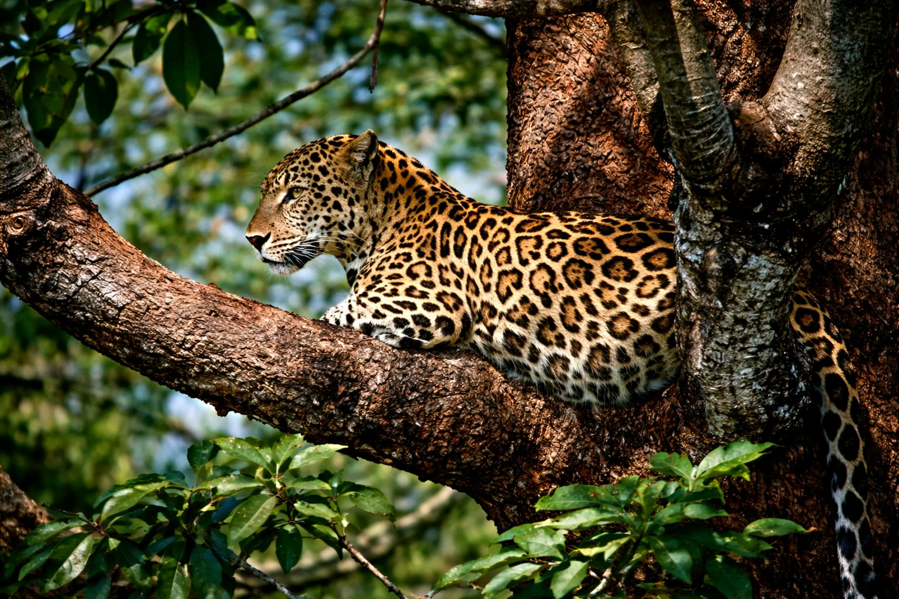 Leopard